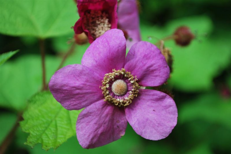 Flowering Raspberry