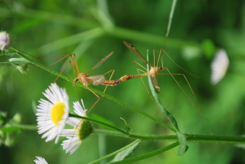 Mating Craneflies