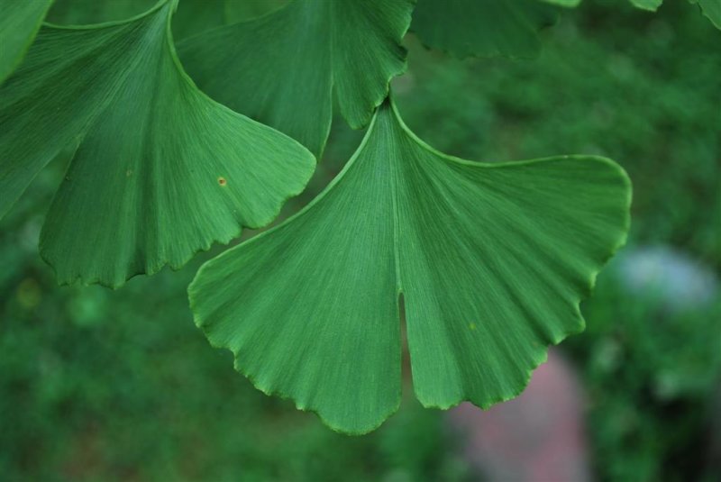 Ancient Ginko