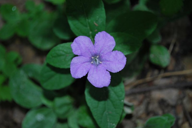 Wild Petunia