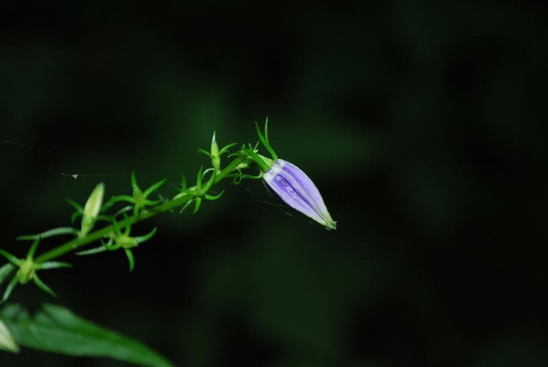 Dinosaur Plant