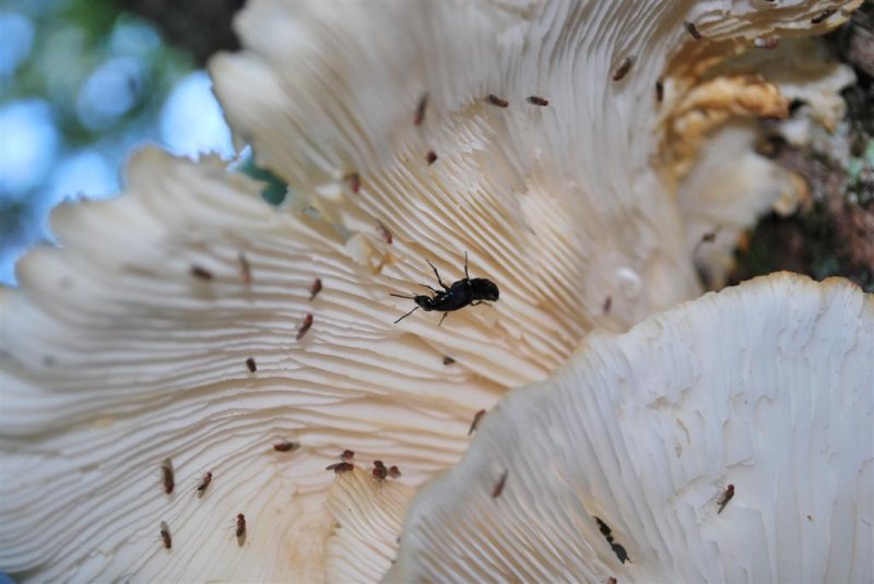 Underside of Mushrooms