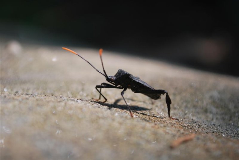 Leaf-footed Bug