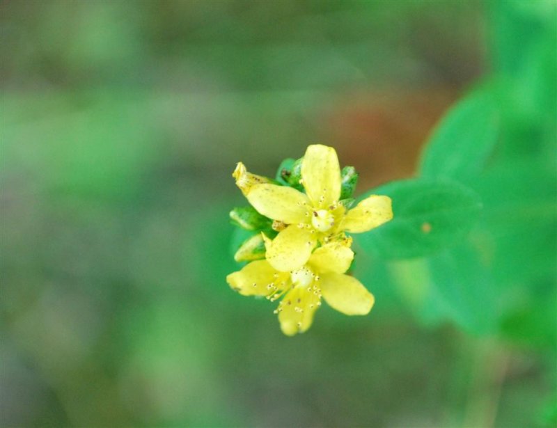 Yellow Flowers