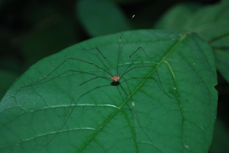 Granddaddy Longlegs