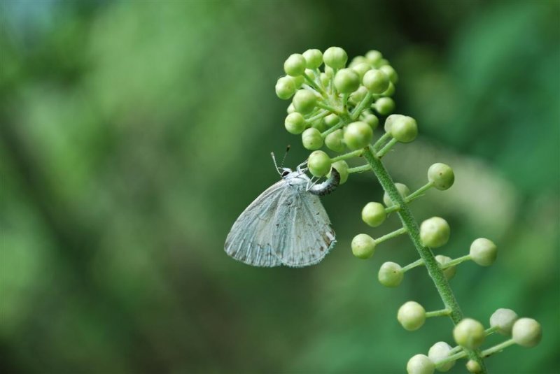 Appalachian Azure (laying eggs)