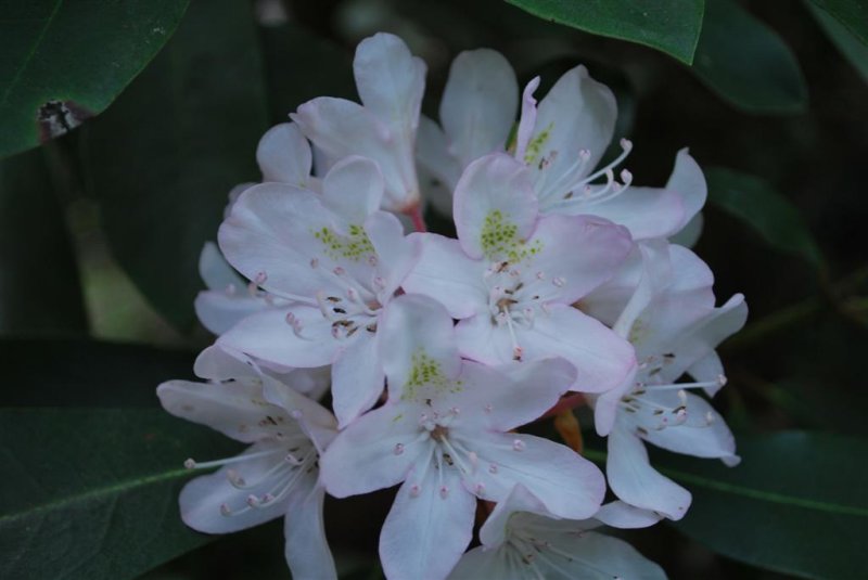 Rhododendron in Bloom