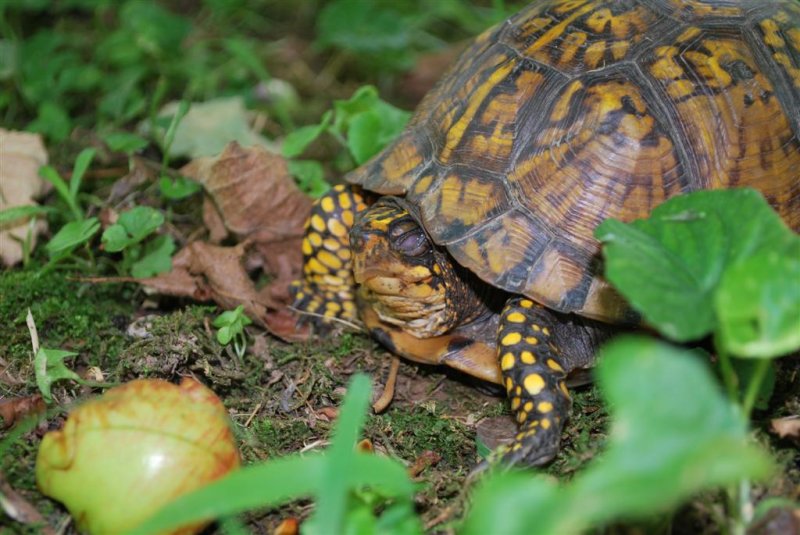 Eastern Box Turtle