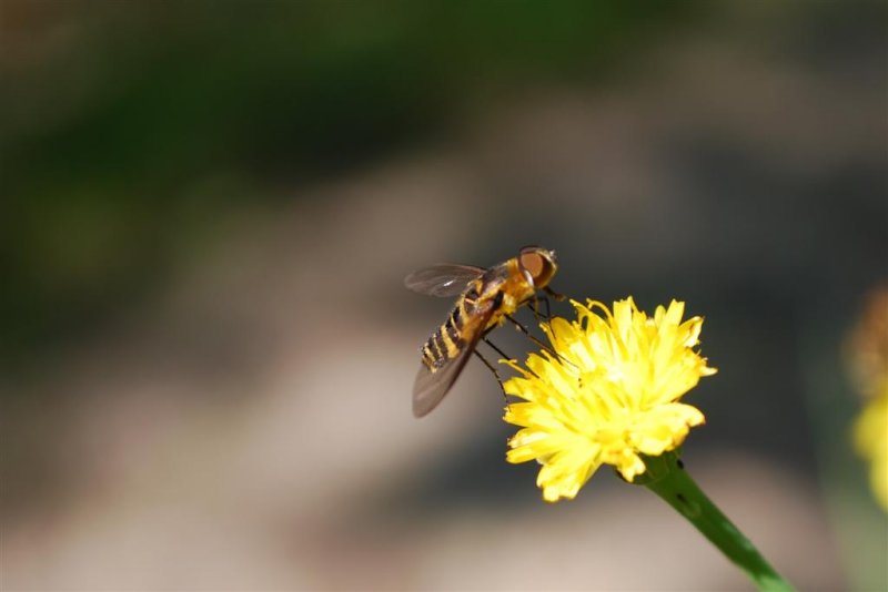 Bee Fly on Yellow Hawkweed