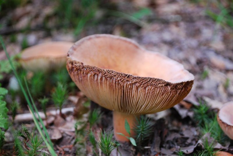 Unknown Mushroom ?