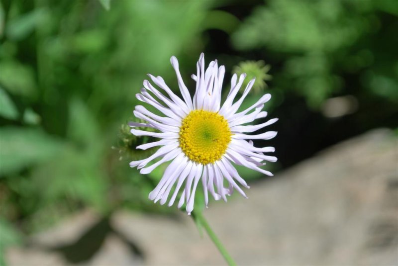 Wooly Daisy