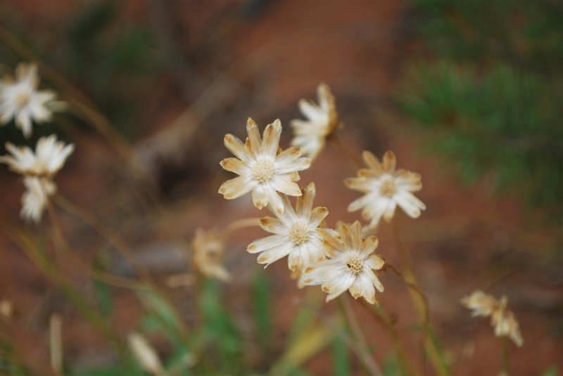 Desert Dried Flowers