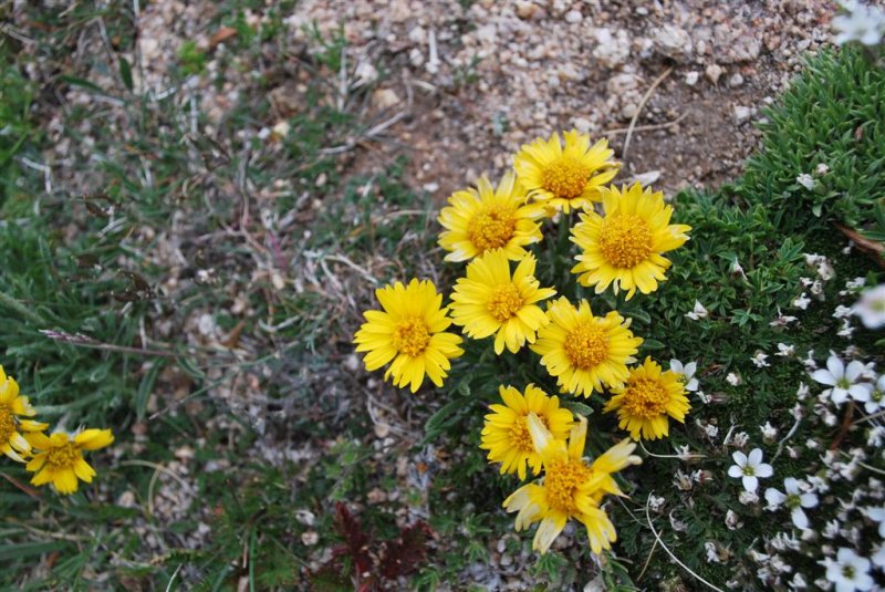 Rydbergia - Alpine Sunflower