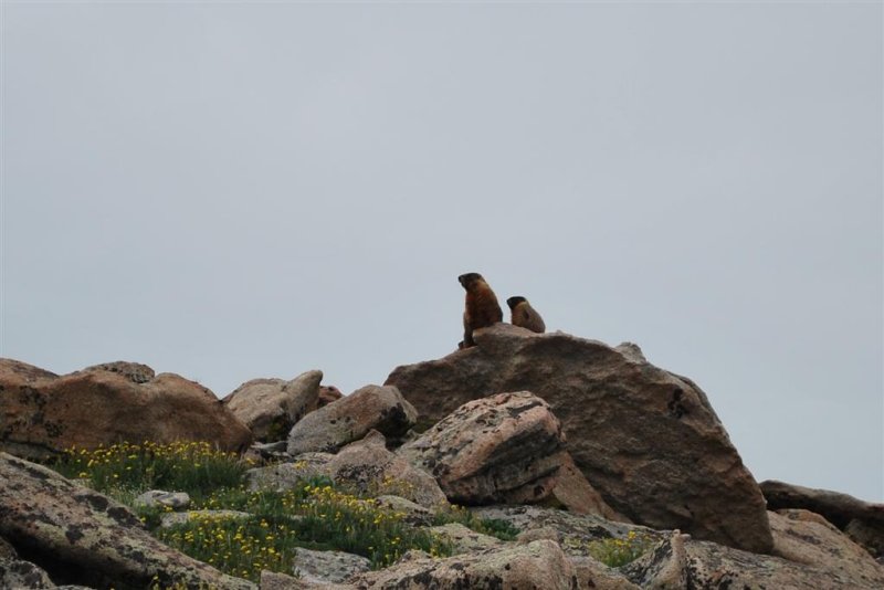 Marmot Rock