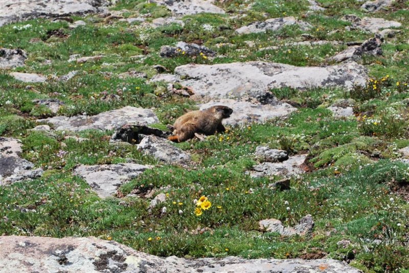 Yellow-bellied Marmot