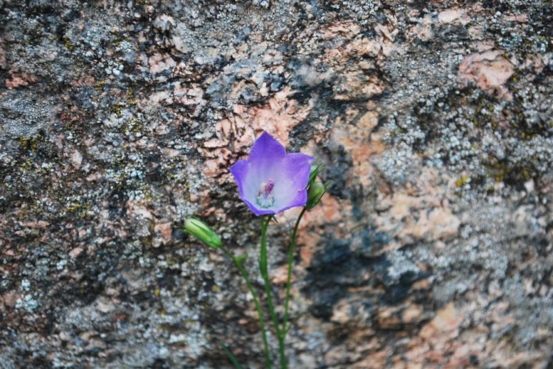 Common Harebell