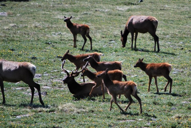 Elk Nursery