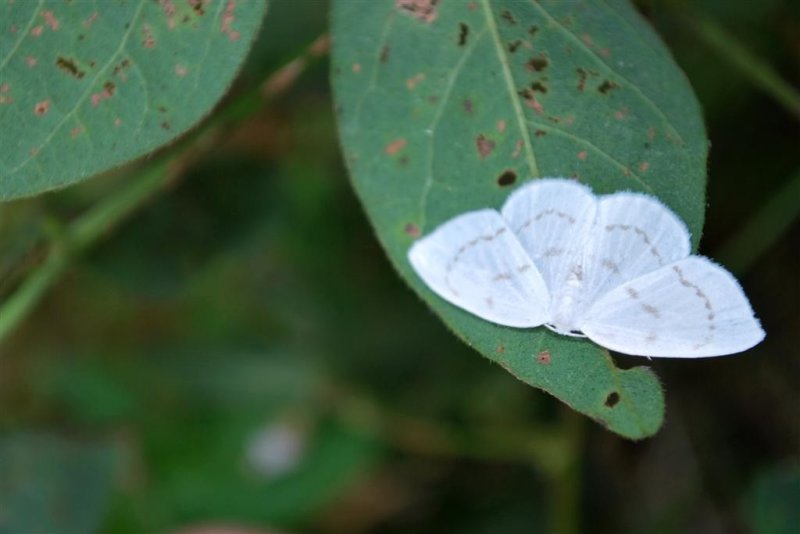 Unknown white moth ?