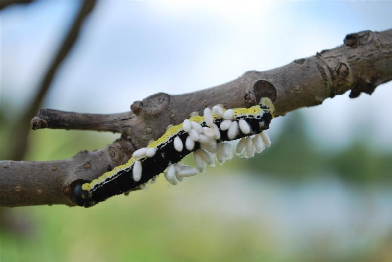 Parasitic Black Wasp Cocoons