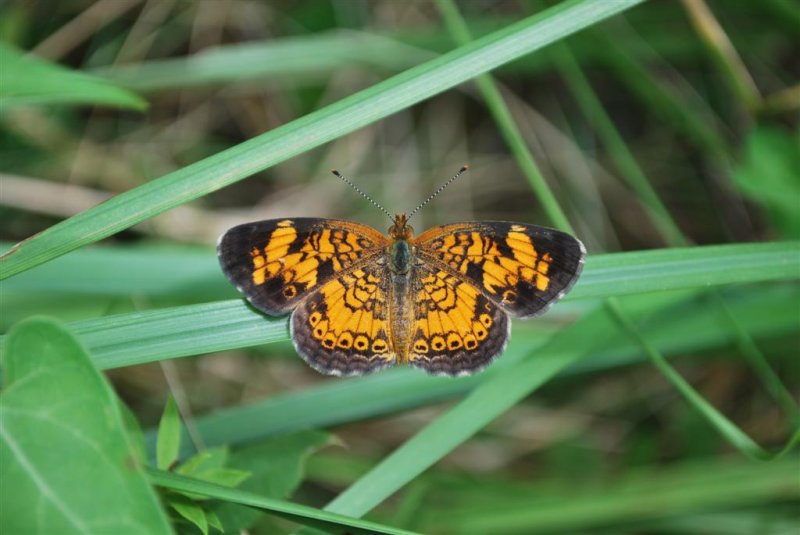 Pearl Crescent