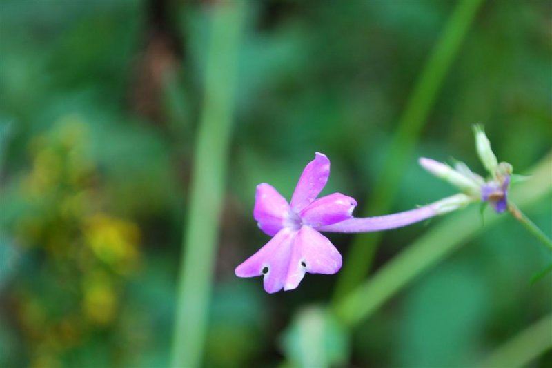 Blue Phlox