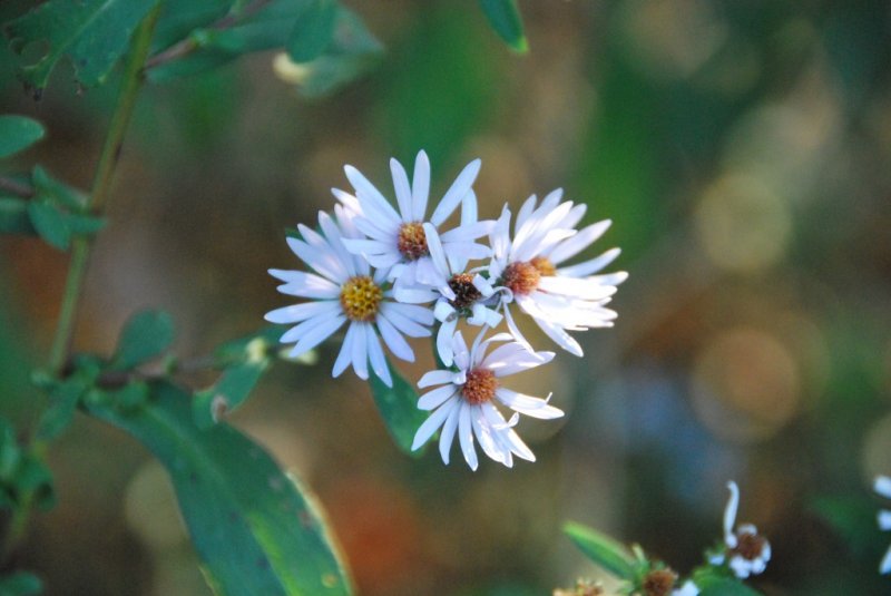 Aster Autumn