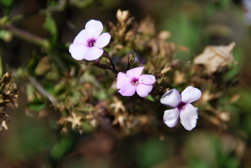 Late Phlox