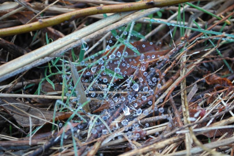 Frozen Web