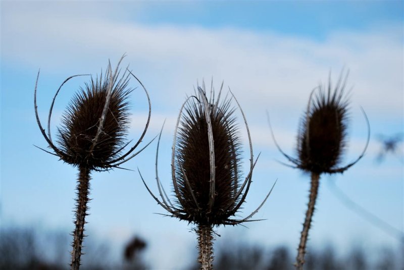 Teasel Silhouette