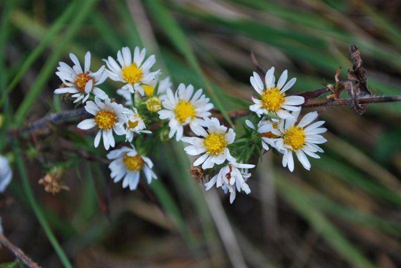 November Blooms