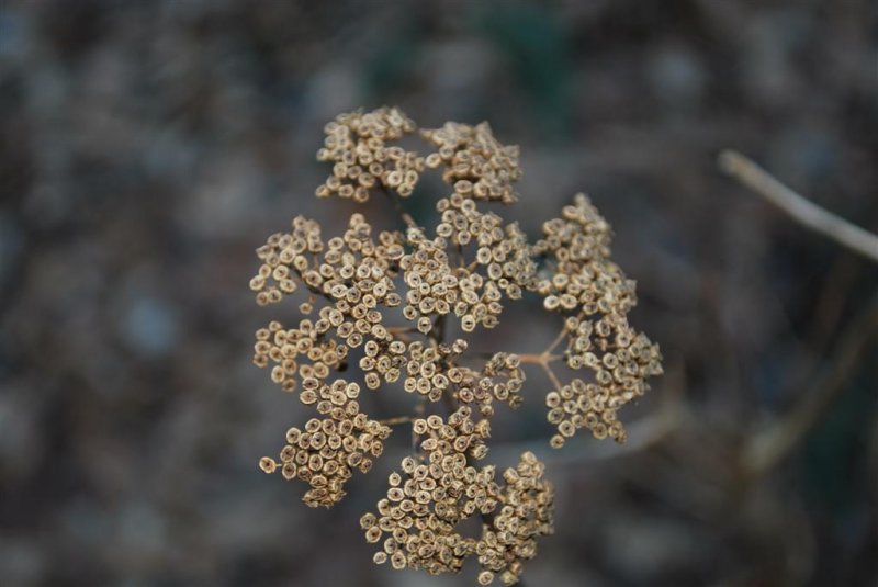 Winter Seeds