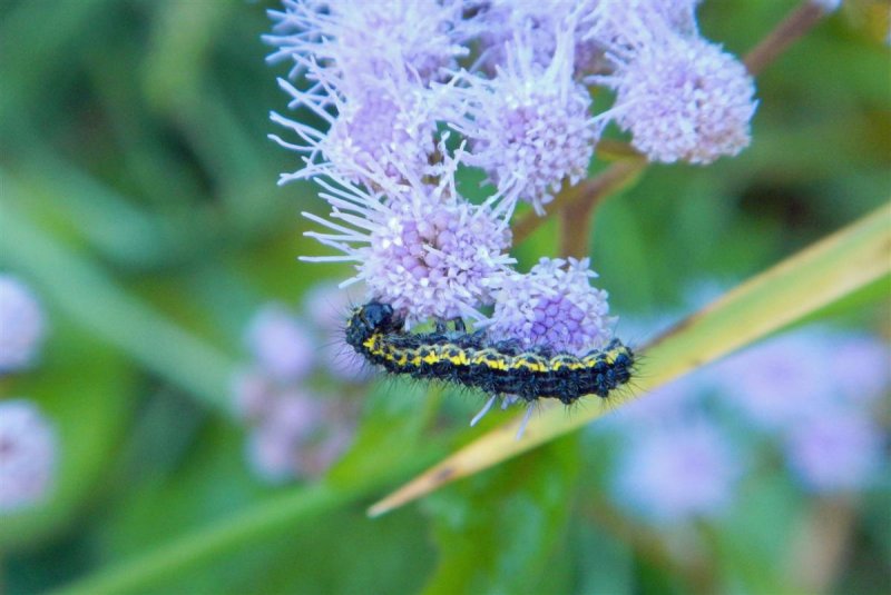 Haploa Moth Caterpillar