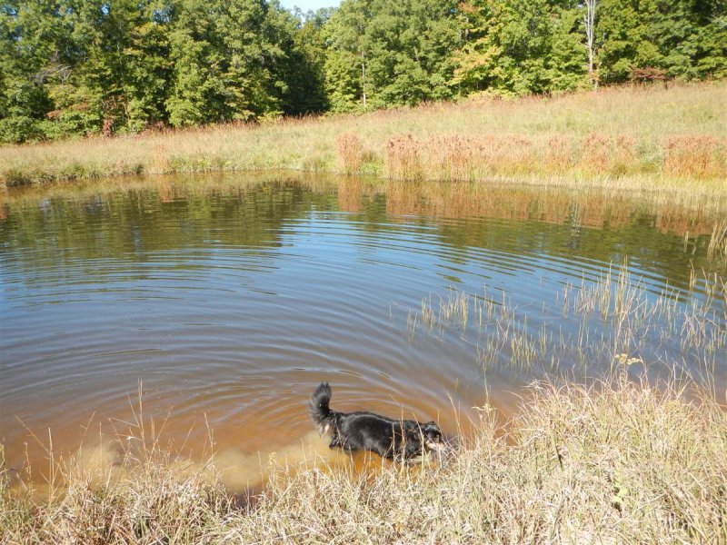 Chazzy Finds a Cool Pond