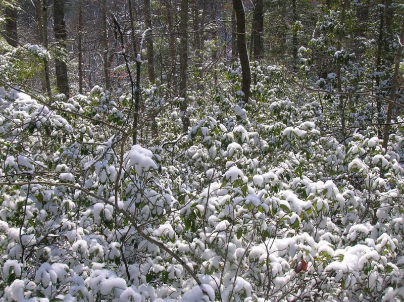 Snow on Rhododendron