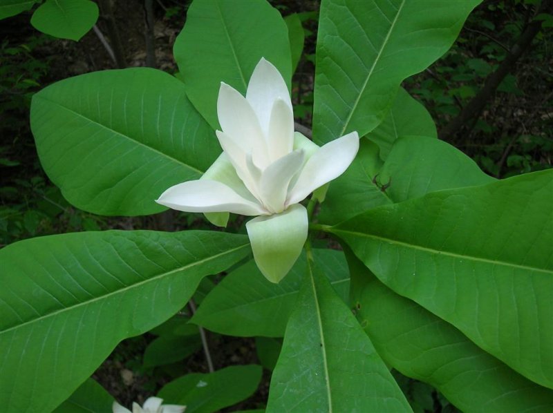 Magnolia Bloom