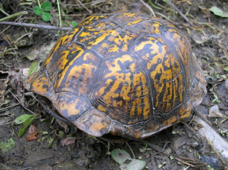 Box Turtle