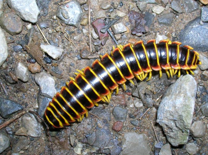 Millipede