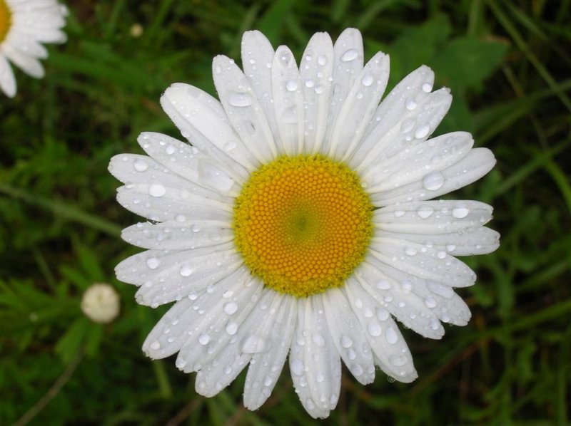 Daisy and Dew