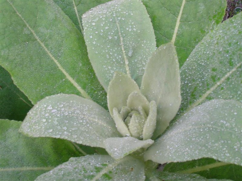 Mullein