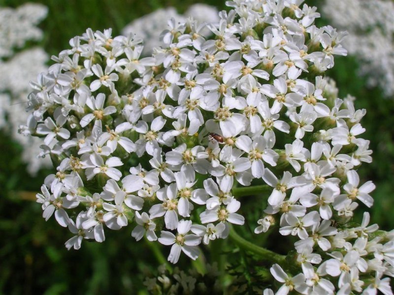 Yarrow