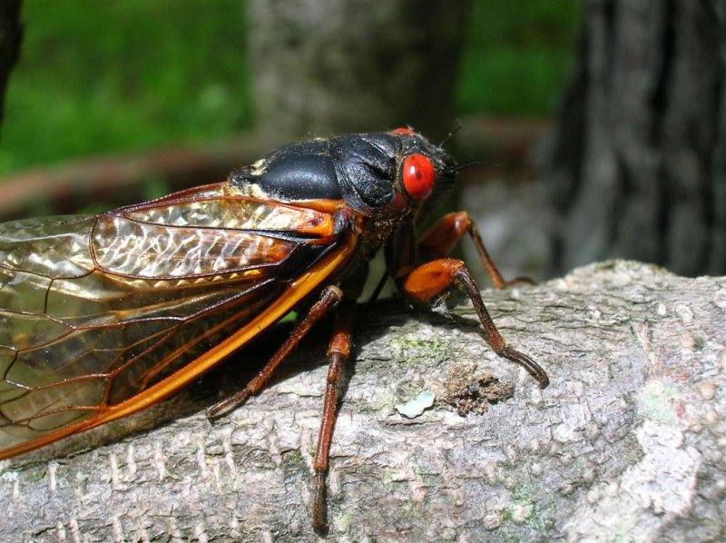Cicada (17 year Locust)