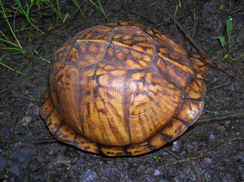 Yellow Box Turtle