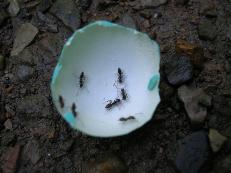 Ants find a meal