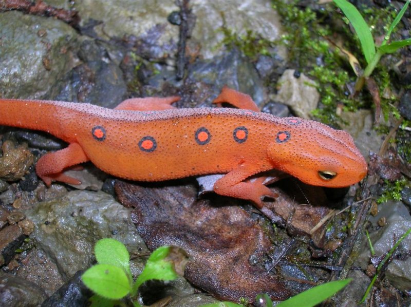 Red Eft