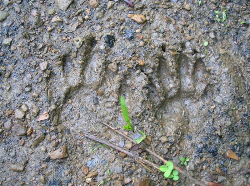 Racoon Tracks