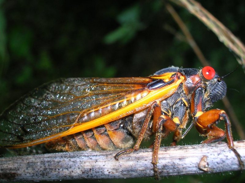 17-year Cicada