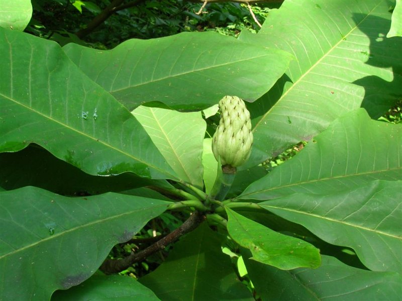 Magnolia Fruit