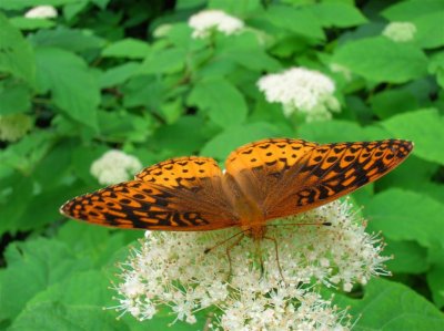 Great Spangled Fritillary