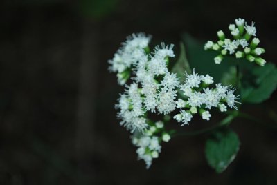 g1/54/616454/3/128807030.9B0SDguY.jpg