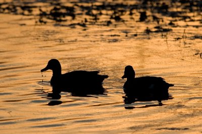 Brazos Bend State Park